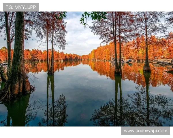 红树林娱乐:体验生态旅游与娱乐休闲的完美融合,感受自然的魅力与乐趣 红树林娱乐:体验生态旅游与娱乐休闲的完美融合,感受自然的魅力与乐趣
